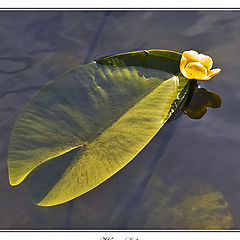 photo "Water Lily"