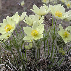 photo "Spring in Yakutia"