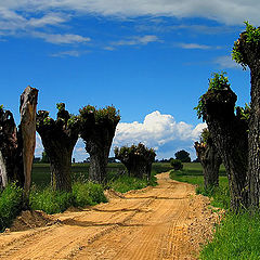 фото "Wierzby"