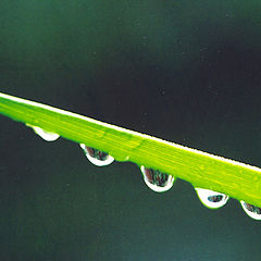 photo "RainDrops"