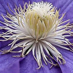 photo "Clematis Center"