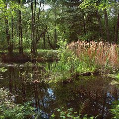 photo "Small river Buzjanka"