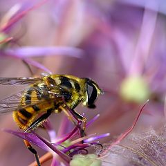 photo "The lilac lunch."