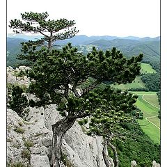 фото "Old Trees Of Peilstein"