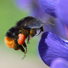 фото "Landing of a bumblebee"