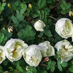 фото "Rosa spinosissima"