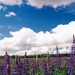 photo "Summer colours"