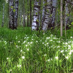 photo "Wood stars..."