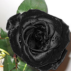 фото "Черная роза"