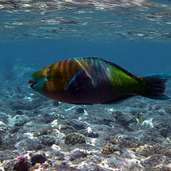 photo "Parrot-fish (II)"