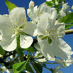 photo "Apple-tree flowering..."