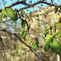 photo "Details of awakening of Spring..."