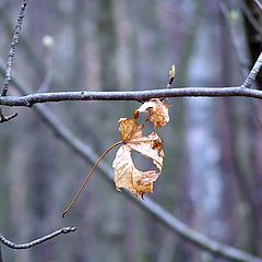 photo "Autumn leave"