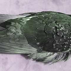 photo "wounded dove"