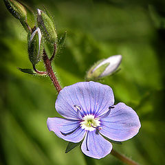 photo "Wood flower"