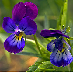 photo "Pansy"