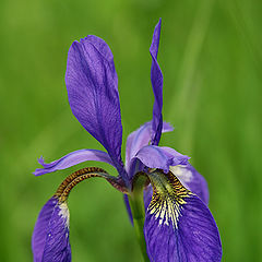 фото "Iris in the Meadow"