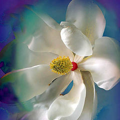photo "State Flower, Louisiana"