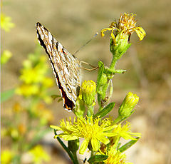 photo "Butterfly!"