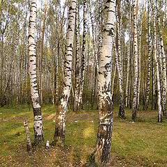 фото "Русский лес"