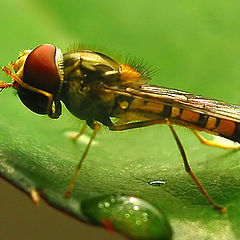 фото "Wash after the rain"