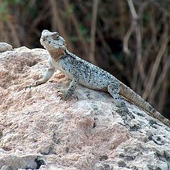 photo "Desert agama"