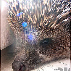 photo "Hedgehog"