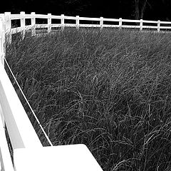 photo "White Fence"