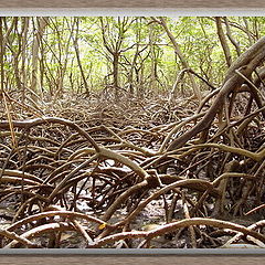 photo "Mangrove town"