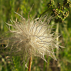 photo "Creative dandelion"