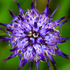 photo "another flower!!"