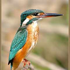 photo "Serial Killer - Kingfisher - Alcedo atthis"