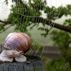 фото "Schnecke"