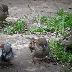 photo "Brothers sparrows"