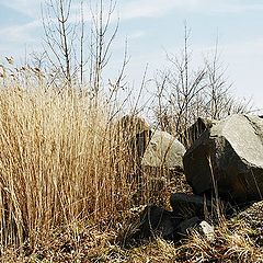 photo "Picture with a stone and a grass"