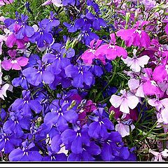 фото "More flowers"