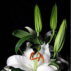 photo "The Lily"