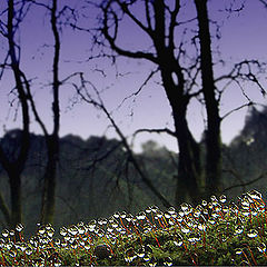 photo "Dew in the forest"