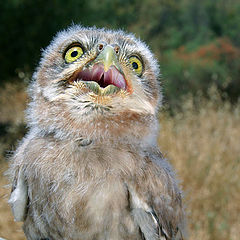 photo "Serial Killer - Little Owl - Athene noctua lilith"