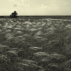 photo "Feather Grass"