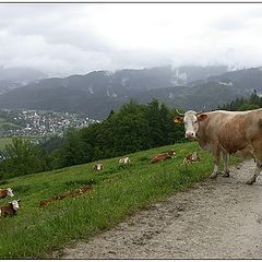 фото "Tuernitz Cow"