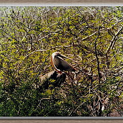фото "Pelican"