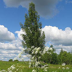 photo "Birch before a rain"