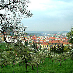 photo "blossoming Prague"