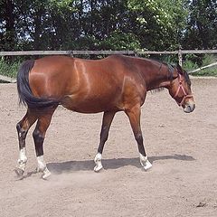 photo "Horse:)"