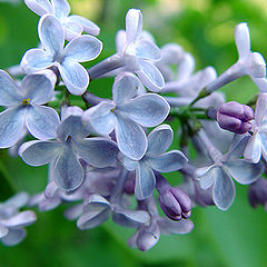 photo "Lilac..."