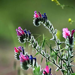 photo "Backlit"