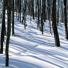 photo "Snow and Shadows"