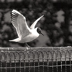 photo "Learning to fly"