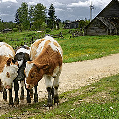 photo "Young Bulls"